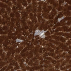 Immunohistochemical staining of human liver shows high expression.