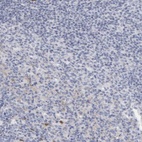 Immunohistochemical staining of human lymph node shows low expression as expected.