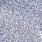 Immunohistochemical staining of human lymph node shows low expression as expected.