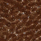 Immunohistochemical staining of human liver using Anti-CTH antibody HPA023300.