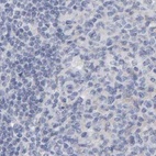 Immunohistochemical staining of human lymph node using Anti-CTH antibody HPA023300.