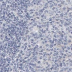 Immunohistochemical staining of human lymph node using Anti-CTH antibody HPA023300.