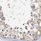 Immunohistochemical staining of human testis using Anti-CTH antibody HPA023300.