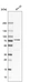 Anti-SRP68 Antibody