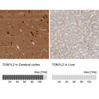 Anti-TOM1L2 Antibody