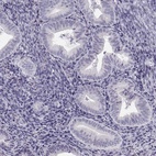 Anti-FAM166A Antibody