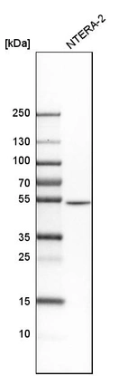 Western blot analysis in human cell line NTERA-2.