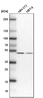 Western blot analysis in mouse cell line NIH-3T3 and rat cell line NBT-II.