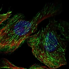 Immunofluorescent staining of human cell line U-2 OS shows localization to actin filaments & midbody.