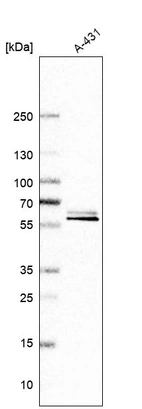 Western blot analysis in human cell line A-431.