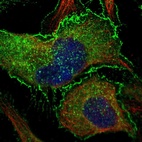 Immunofluorescent staining of human cell line U-2 OS shows localization to plasma membrane & cytosol.