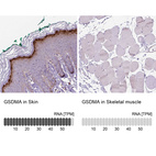 Anti-GSDMA Antibody