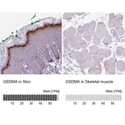 Anti-GSDMA Antibody