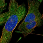 Immunofluorescent staining of human cell line U-2 OS shows localization to nucleus & cytosol.