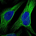 Immunofluorescent staining of human cell line U-2 OS shows localization to microtubules.