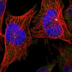 Immunofluorescent staining of human cell line U-251 MG shows localization to cytosol & centrosome.