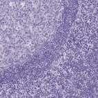 Immunohistochemical staining of human tonsil shows no nuclear positivity in germinal cells and non-germinal center cells as expected.