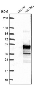 Western blot analysis in control (vector only transfected HEK293T lysate) and HEXIM2 over-expression lysate (Co-expressed with a C-terminal myc-DDK tag (~3.1 kDa) in mammalian HEK293T cells, LY403395).