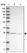Anti-ATPAF2 Antibody