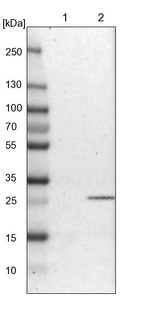 Lane 1: NIH-3T3 cell lysate (Mouse embryonic fibroblast cells)_br/_Lane 2: NBT-II cell lysate (Rat Wistar bladder tumour cells)