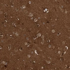 Anti-CDC42EP4 Antibody