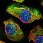 Immunofluorescent staining of human cell line U-2 OS shows localization to actin filaments & microtubules.