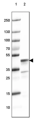 Lane 1: Marker [kDa] 250, 130, 100, 70, 55, 35, 25, 15, 10_br/_Lane 2: Human Cerebral Cortex tissue