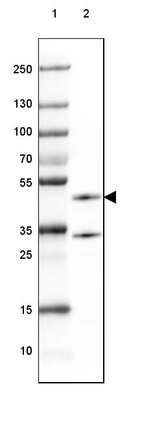 Lane 1: Marker [kDa] 250, 130, 100, 70, 55, 35, 25, 15, 10_br/_Lane 2: Mouse Cerebral Cortex tissue