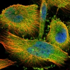Immunofluorescent staining of human cell line U-251 MG shows localization to cytosol & microtubule organizing center.
