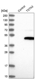 Anti-TSTA3 Antibody