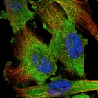 Immunofluorescent staining of human cell line U-251 MG shows localization to cytosol.