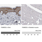 Anti-FAM83G Antibody