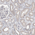 Immunohistochemical staining of human kidney shows weak cytoplasmic positivity in cells in tubules.