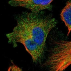 Immunofluorescent staining of human cell line U-251 MG shows localization to cytosol.