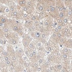 Immunohistochemical staining of human liver using Anti-PCM1 antibody HPA023370.