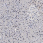 Immunohistochemical staining of human pancreas shows low expression as expected.