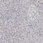 Immunohistochemical staining of human pancreas shows low expression as expected.