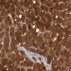 Immunohistochemical staining of human liver shows high expression.
