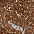 Immunohistochemical staining of human liver shows high expression.