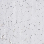 Immunohistochemical staining of human skeletal muscle shows low expression as expected.