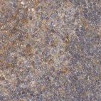 Immunohistochemical staining of human lymph node using Anti-LRRC45 antibody HPA023372.