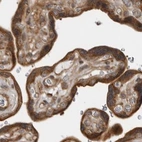Immunohistochemical staining of human placenta using Anti-LRRC45 antibody HPA023372.