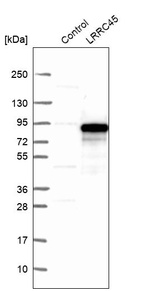 Anti-LRRC45 Antibody