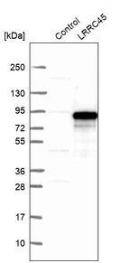 Western blot analysis in control (vector only transfected HEK293T lysate) and LRRC45 over-expression lysate (Co-expressed with a C-terminal myc-DDK tag (~3.1 kDa) in mammalian HEK293T cells, LY408137).