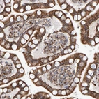 Immunohistochemical staining of human small intestine strong granular cytoplasmic positivity in glandular cells.