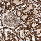 Immunohistochemical staining of human kidney shows strong granular cytoplasmic positivity in cells in tubules.