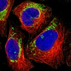 Immunofluorescent staining of human cell line U-2 OS shows localization to mitochondria.