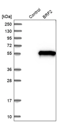 Western blot analysis in control (vector only transfected HEK293T lysate) and BRF2 over-expression lysate (Co-expressed with a C-terminal myc-DDK tag (~3.1 kDa) in mammalian HEK293T cells, LY413154).