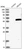 Anti-HEXDC Antibody