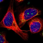 Immunofluorescent staining of human cell line U-2 OS shows localization to nucleoli fibrillar center & mitochondria.